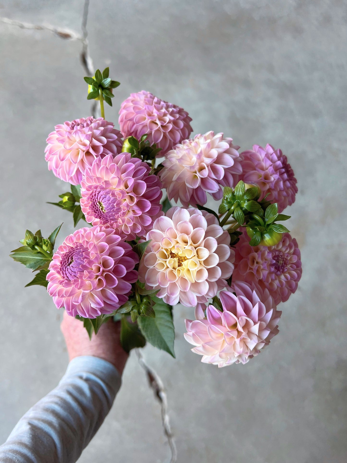 Odyssey Dahlia Tuber