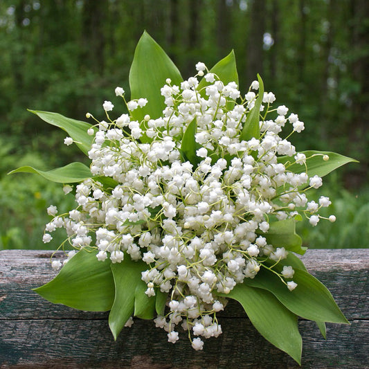 White Lily of the Valley 'grandiflora'
