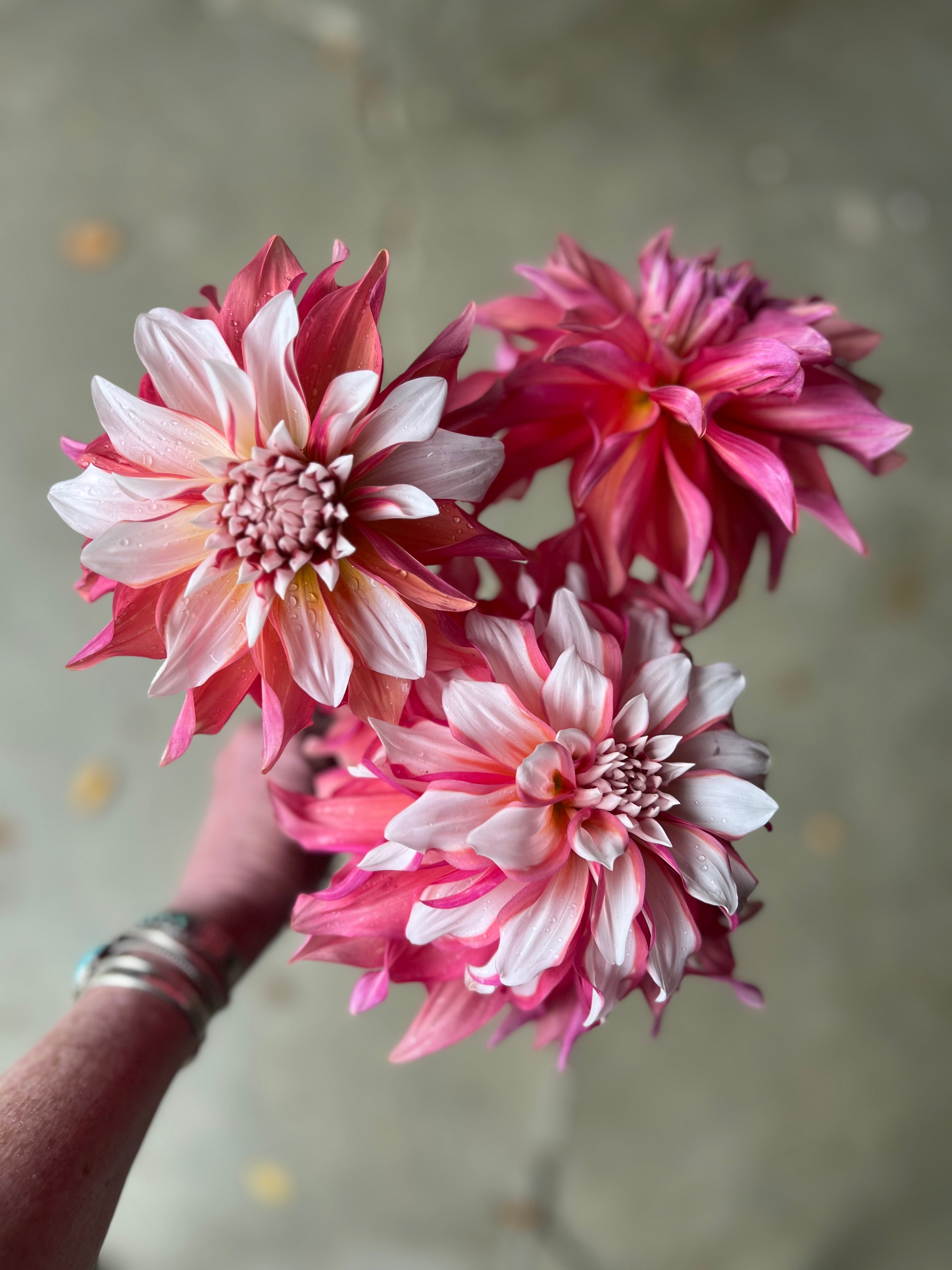 Dahlia Ado ファクトリア収録 AC_Sandra_J_Dahlia.jpg?v=