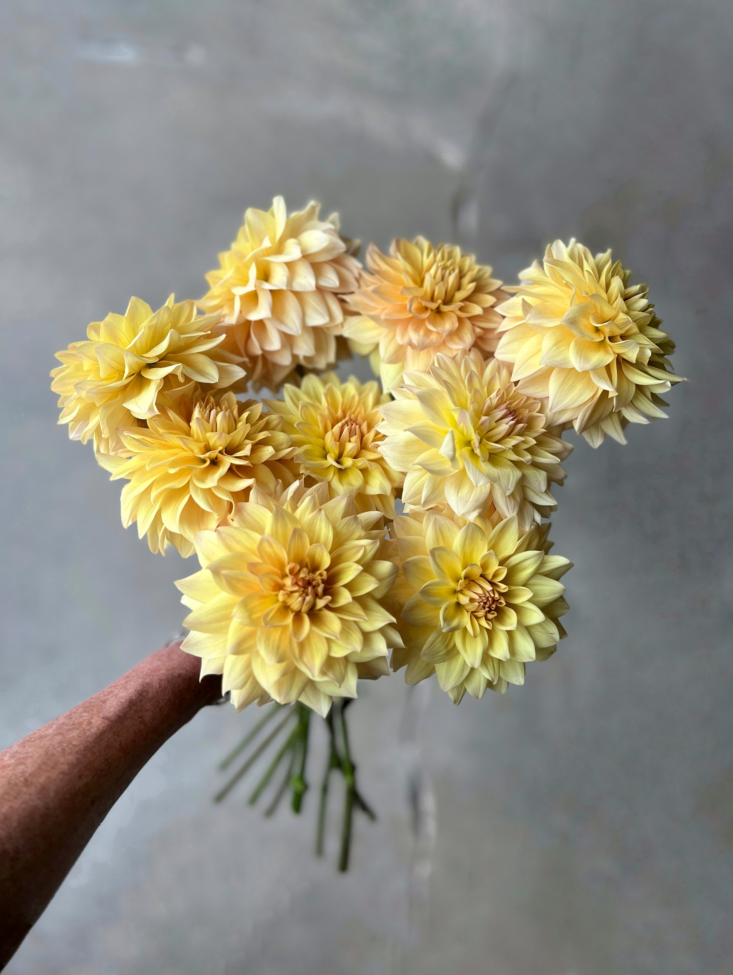 Canoz_Jaguar_Dahlia.jpg?v=
