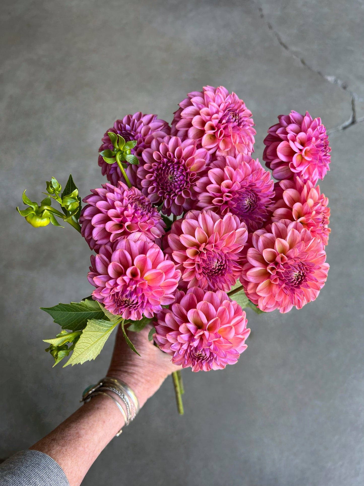 Handful of pink ferncliff carefree dahlias against a grey background