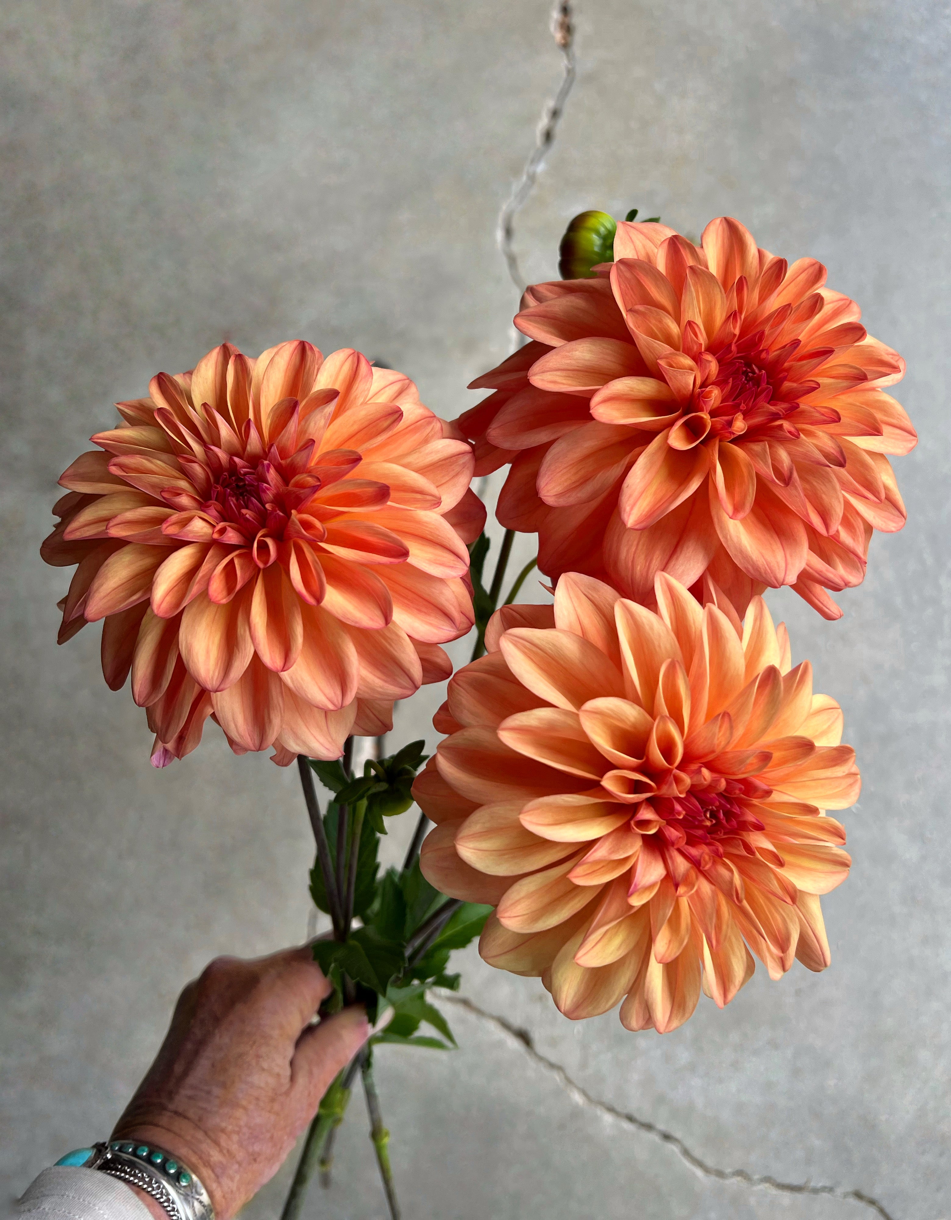 Ferncliff Copper Dahlia Tuber – Fairest Flowers Farm