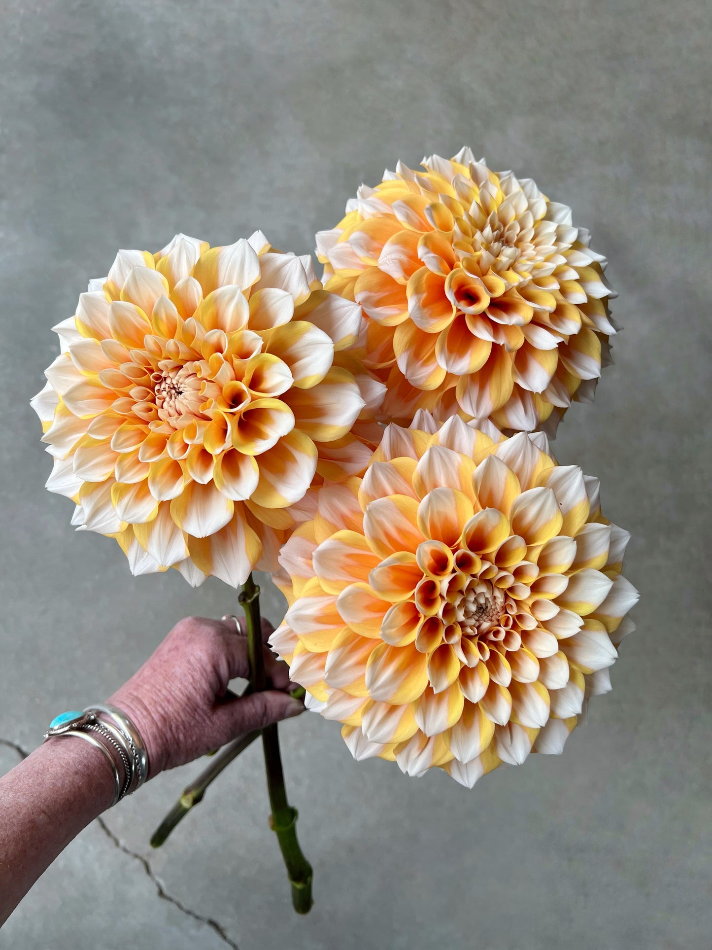 Hollyhill Orange Ice Dahlia Tuber