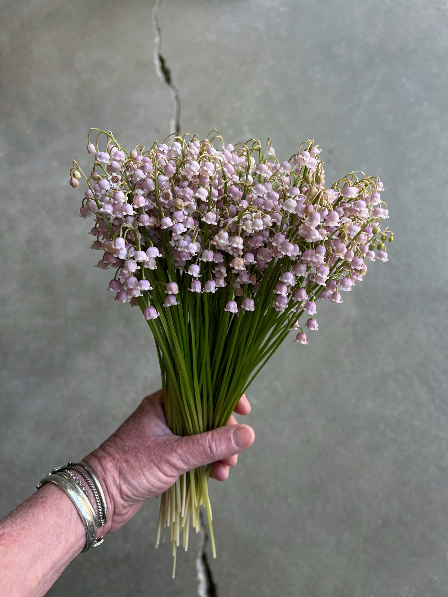 10 Pink Lily of the Valley Pips