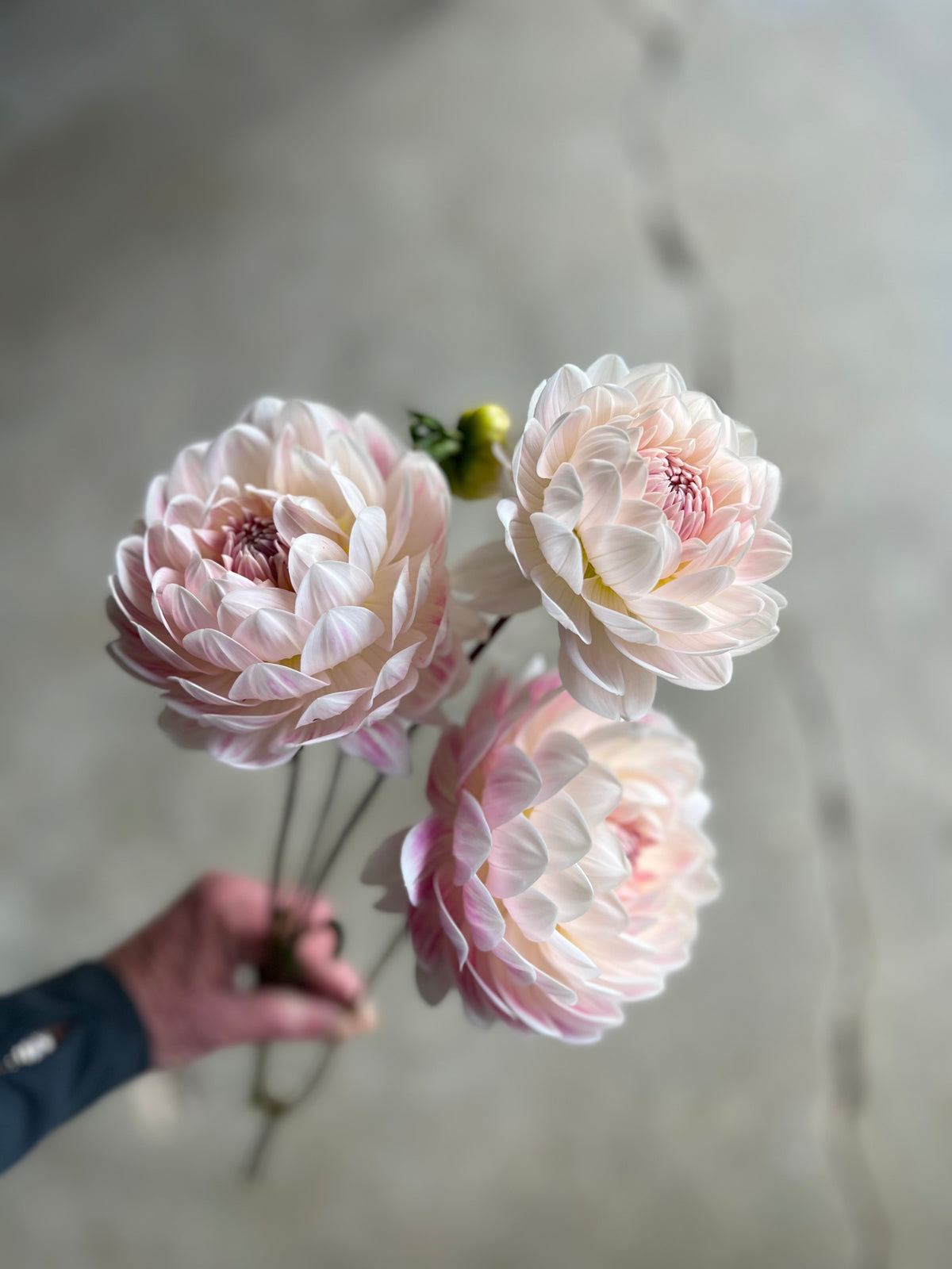 Kelgai Ann Dahlia Tuber