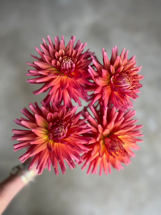 Hollyhill Sir J Paxton Dahlia Tuber