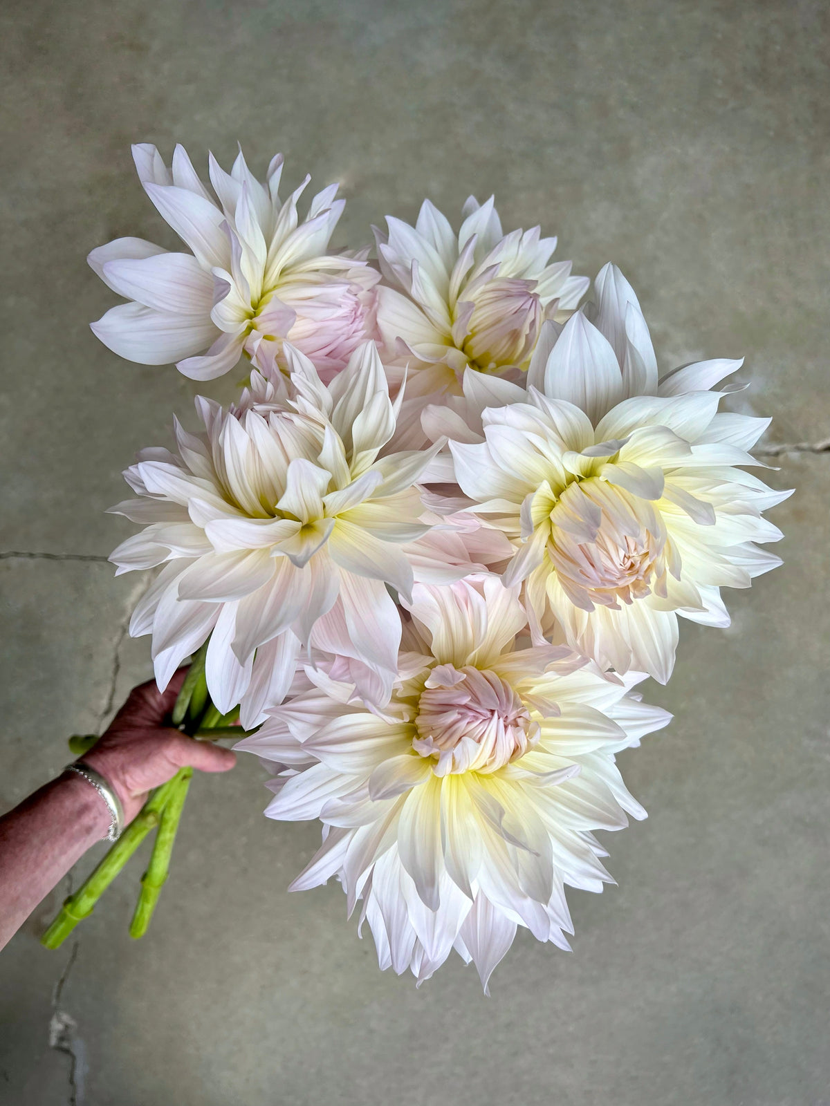 Roque Starburst Dahlia Tuber