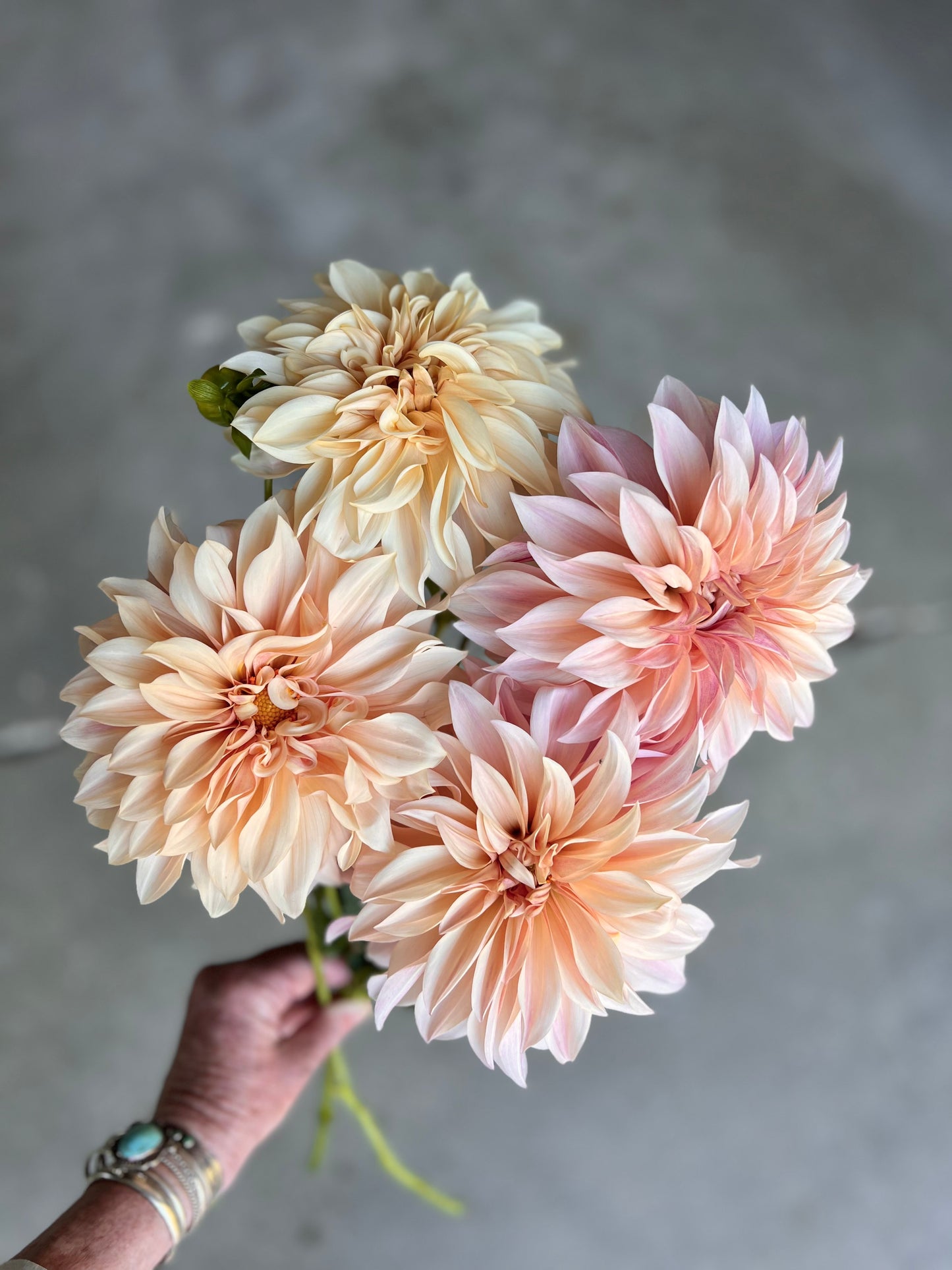 Cafe Au Lait Dahlia Tuber