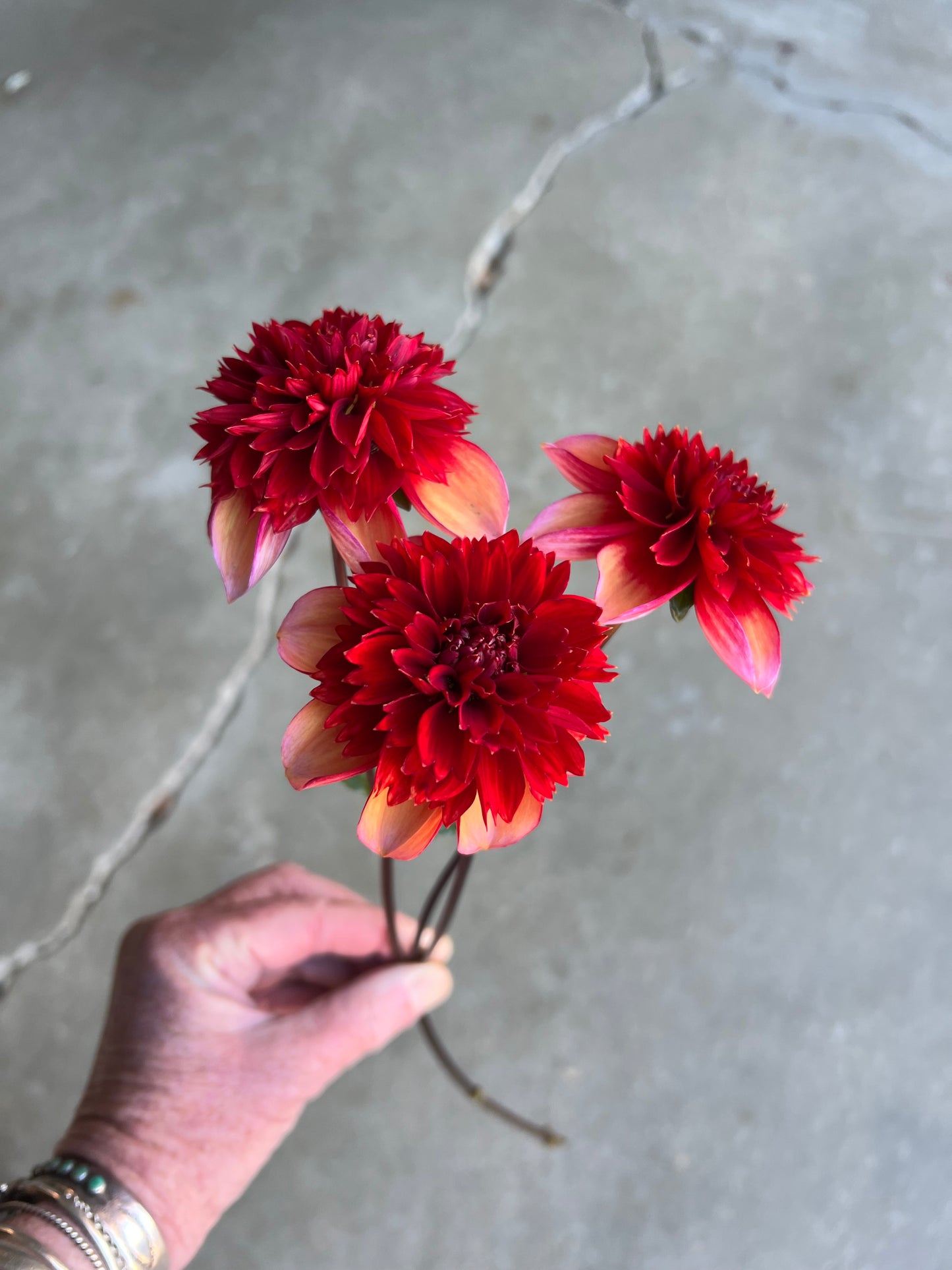 Gitty Up Dahlia Tuber