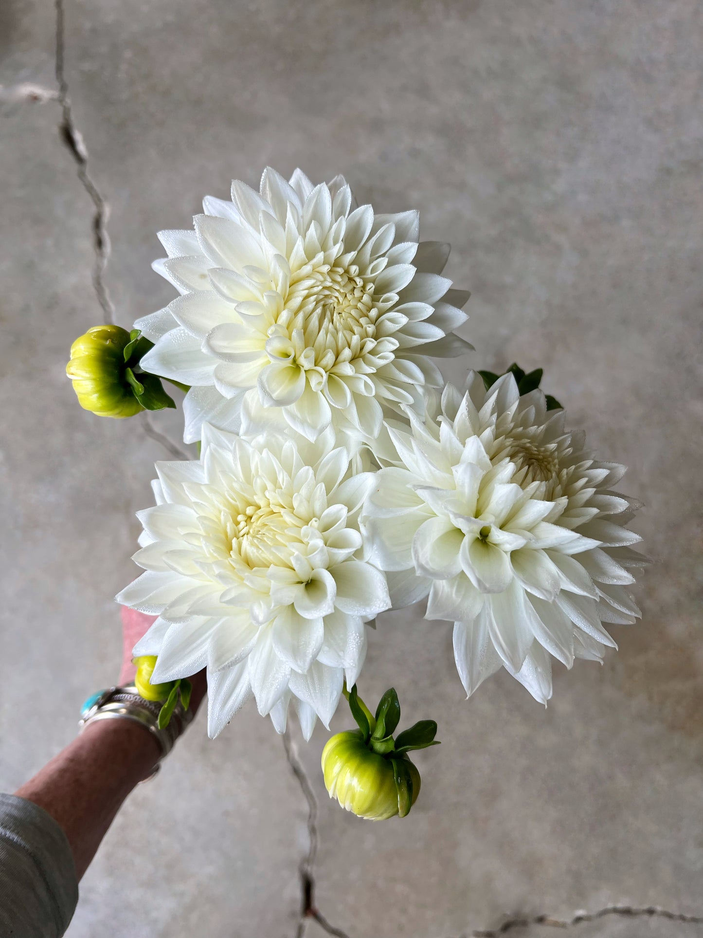 Clearview Tammy Dahlia Tuber