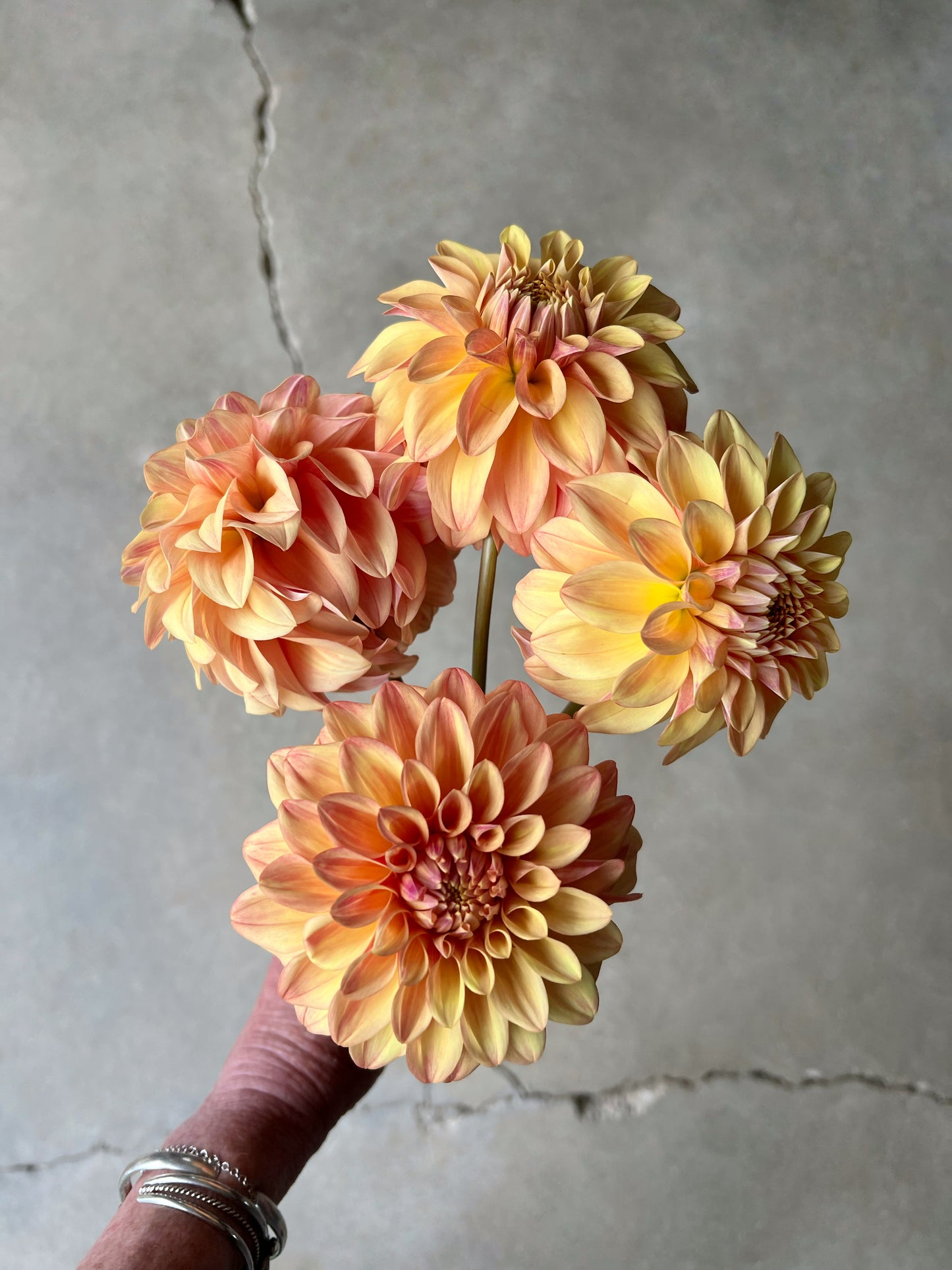 Blah Blah Blah Dahlia Tuber