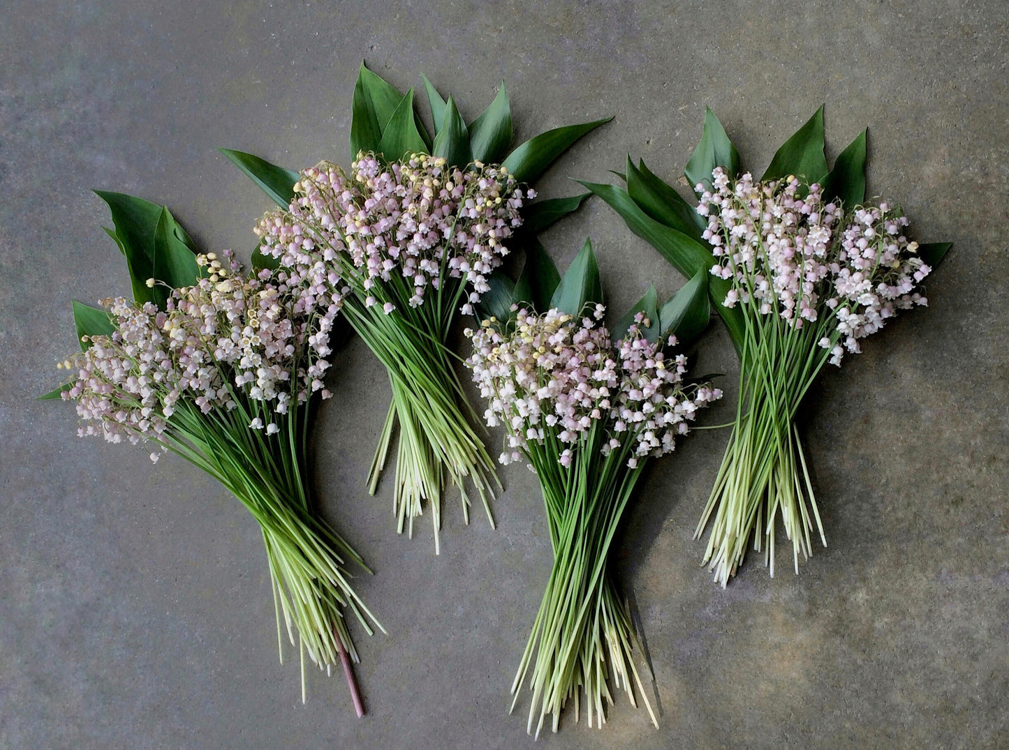 10 Pink Lily of the Valley Pips