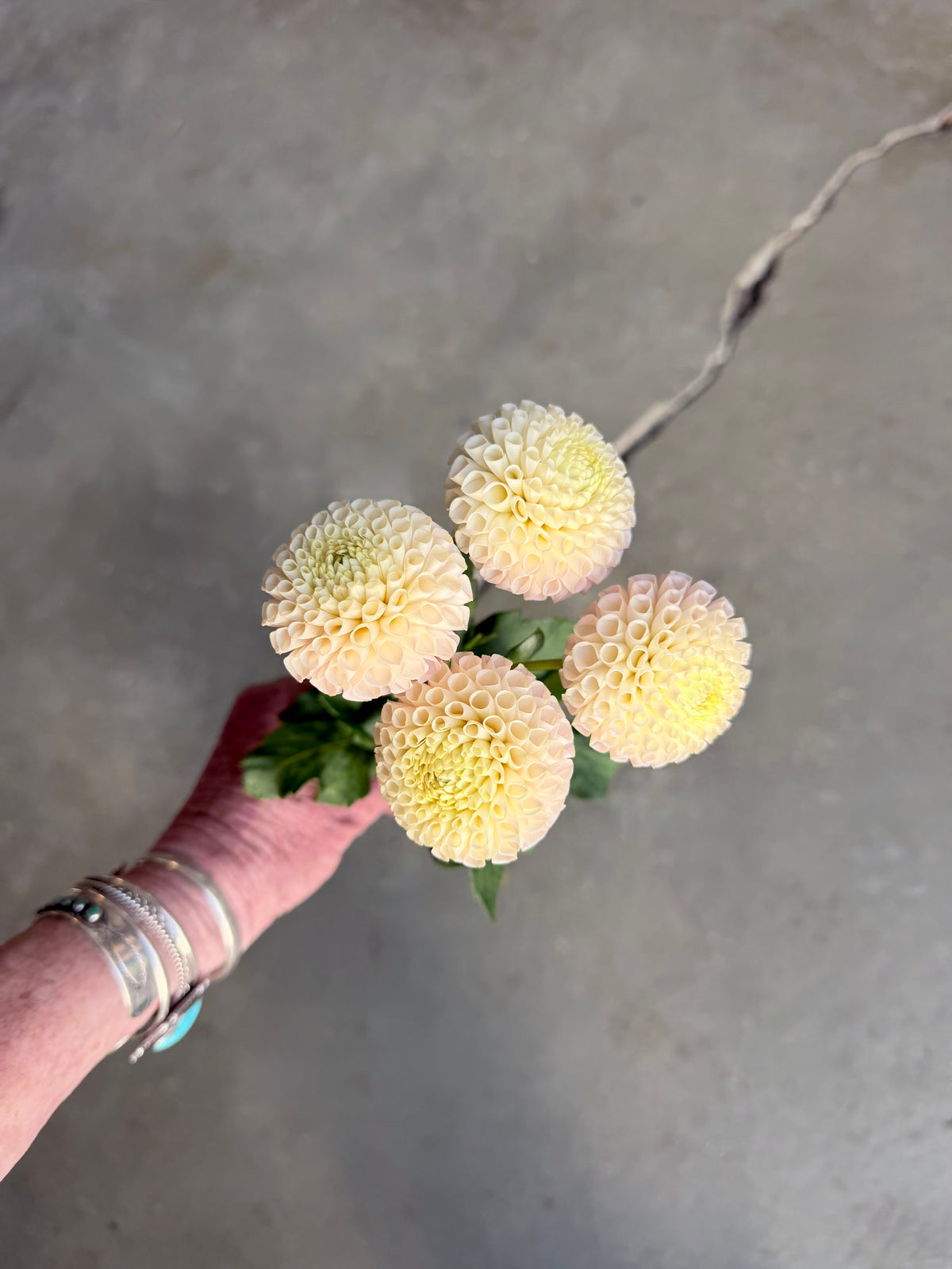 Irish D Porter Dahlia Tuber