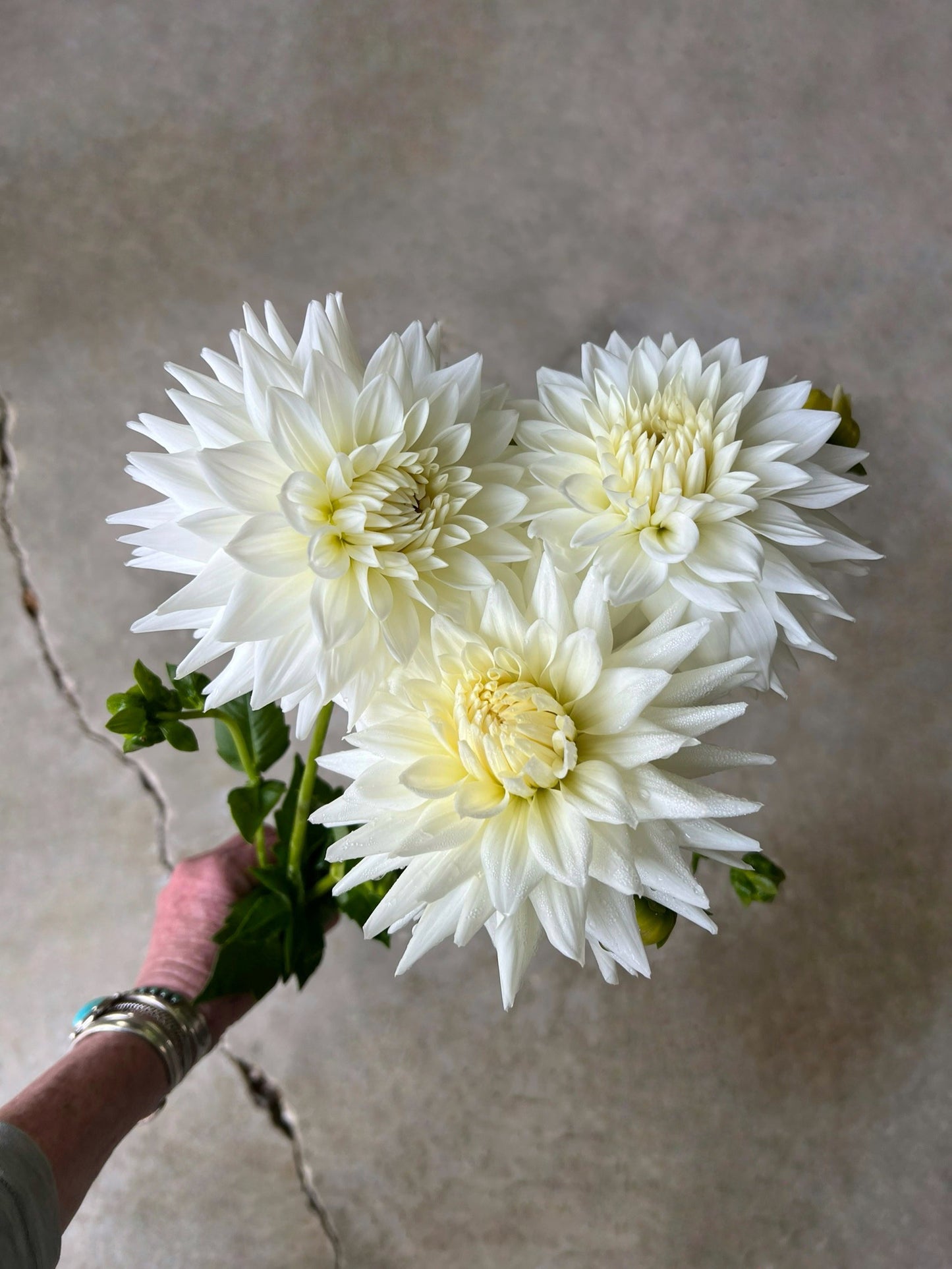 Netherton Ross Dahlia