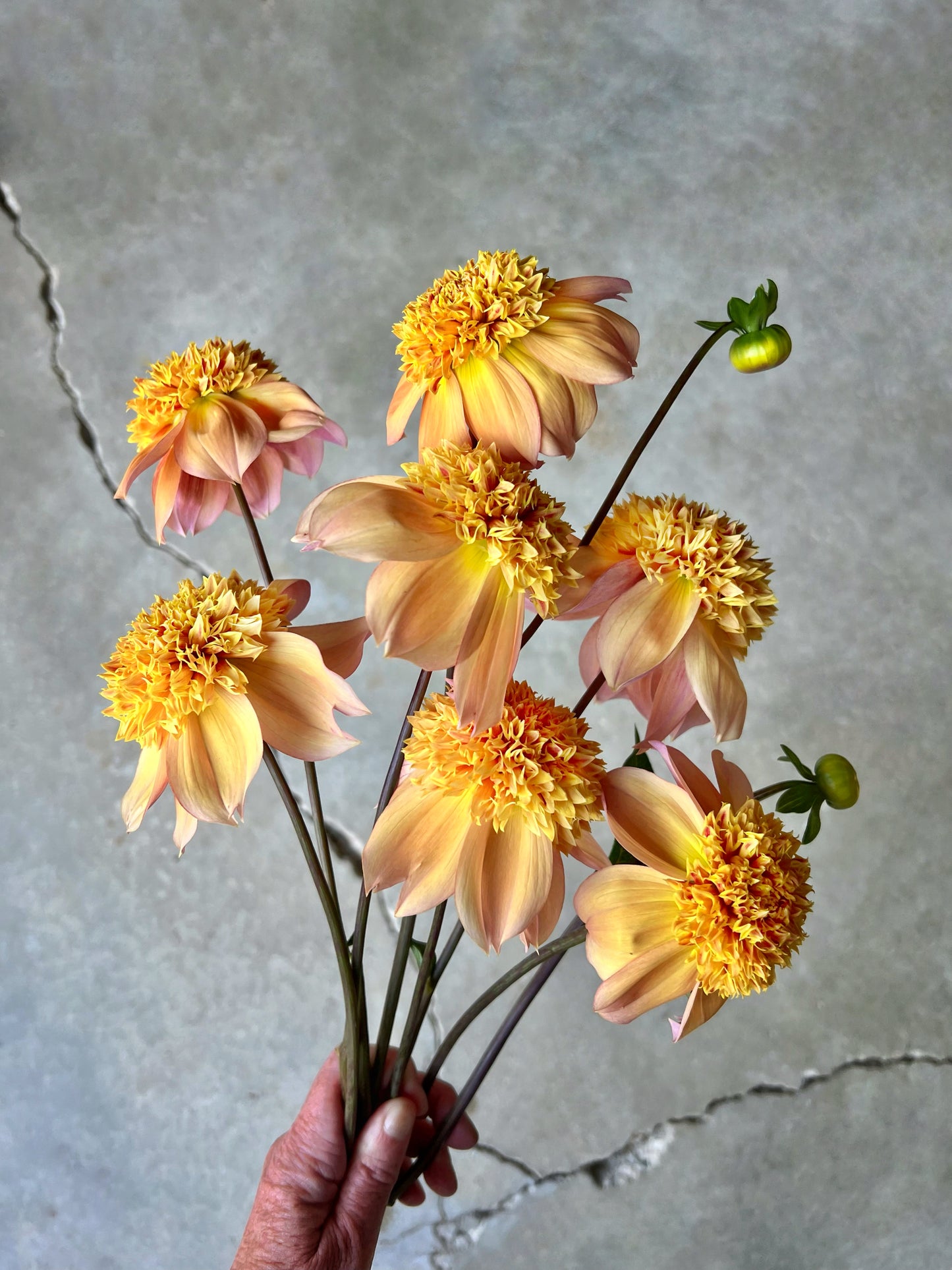 Sandia Brocade Dahlia