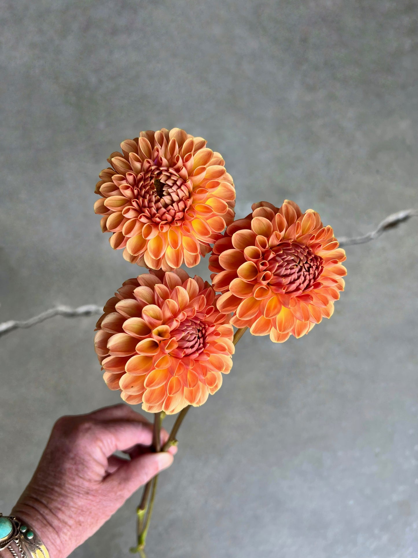 Valley Tawny Dahlia