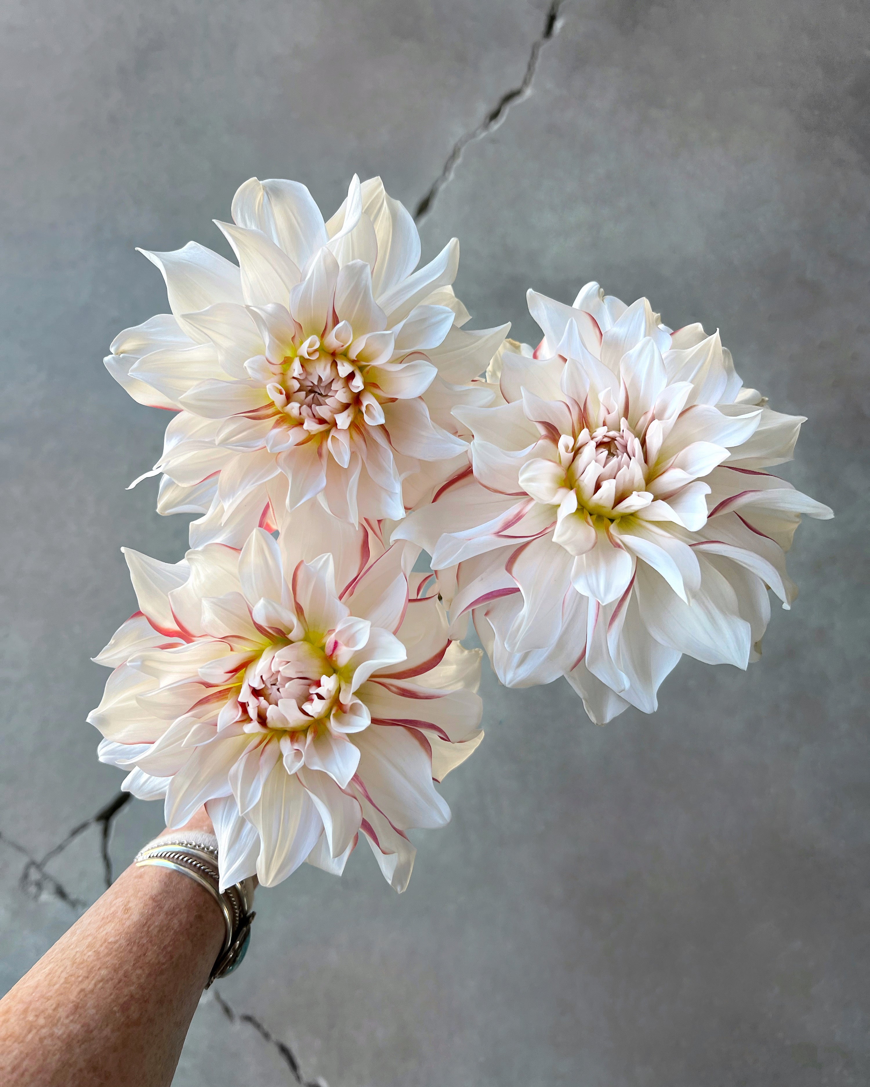 AC Sandra J Dahlia Tuber – Fairest Flowers Farm