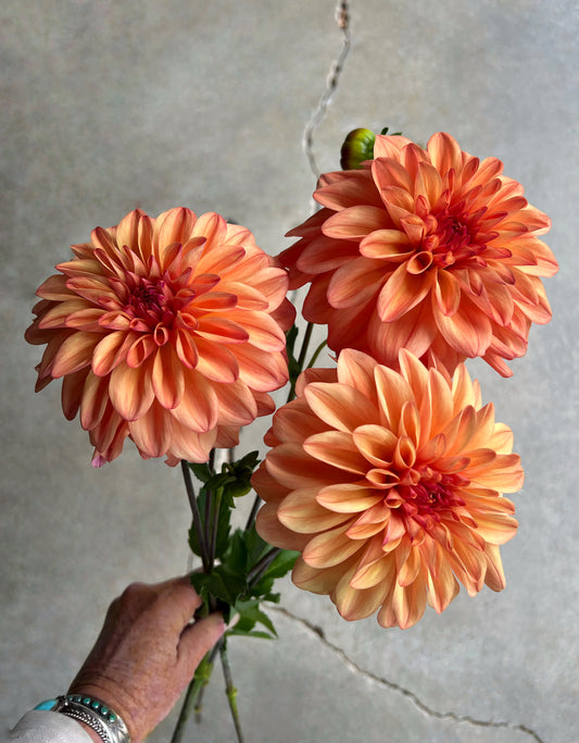 Ferncliff Copper Dahlia Tuber