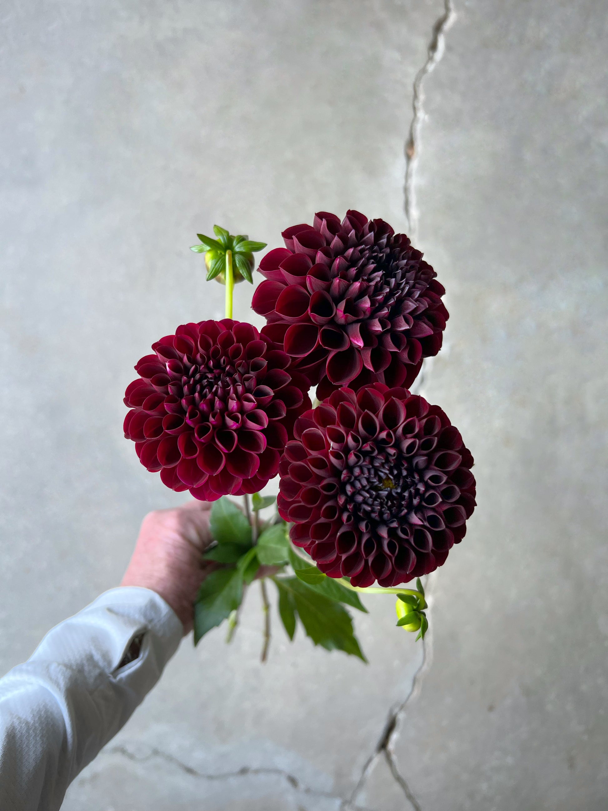 Aurora's Kiss Dahlia