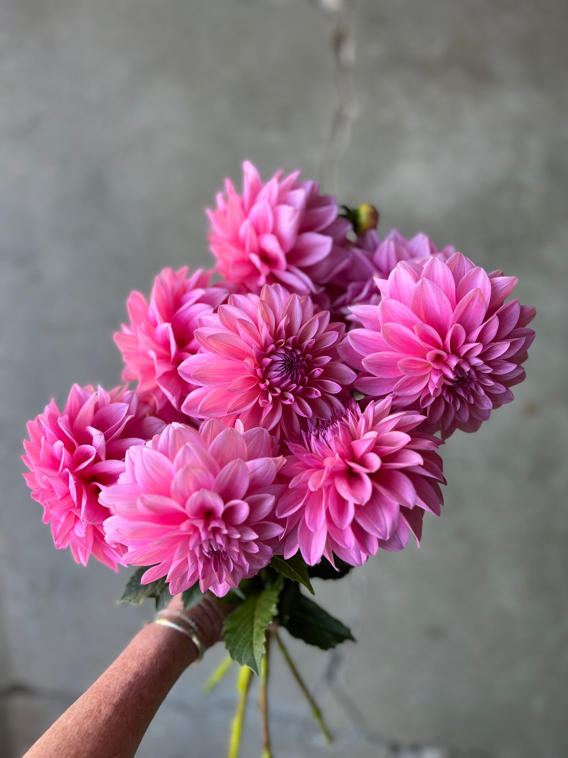 Handful of pink Bargaly Blush dahlias against grey cement background 