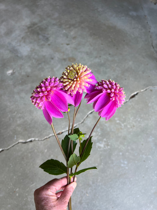 Hand holding Bloomquist Ginnie Dahlia flowers against a cement background