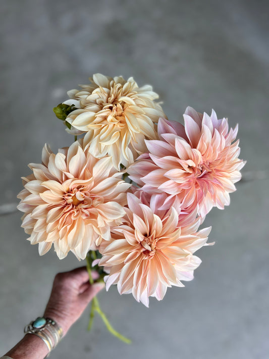 Cafe Au Lait Dahlia