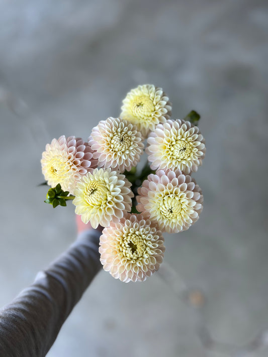 Handful of Camano Zoe Dahlias against a cement background.
