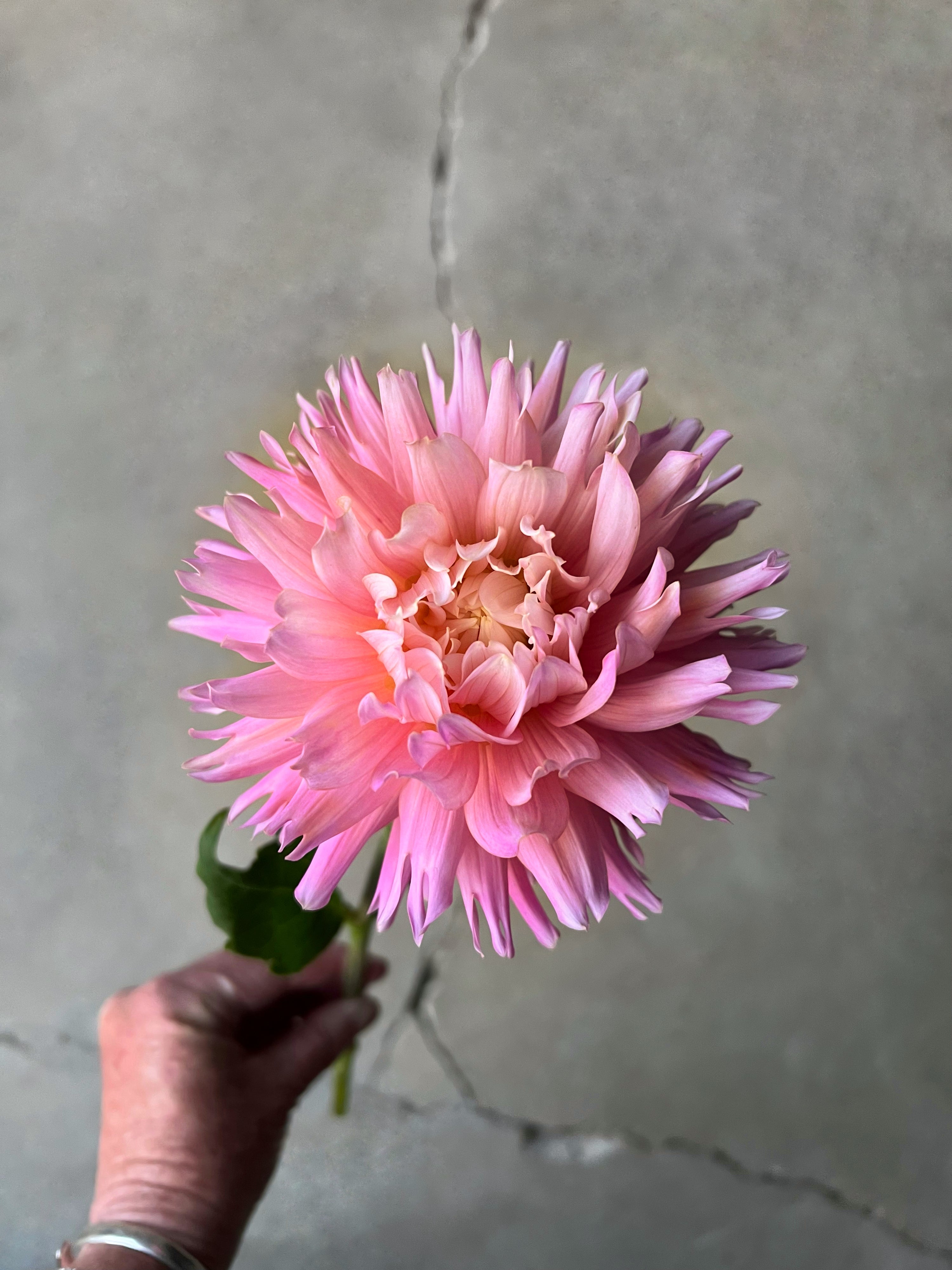 Ferncliff Cameo Dahlia Tuber – Fairest Flowers Farm