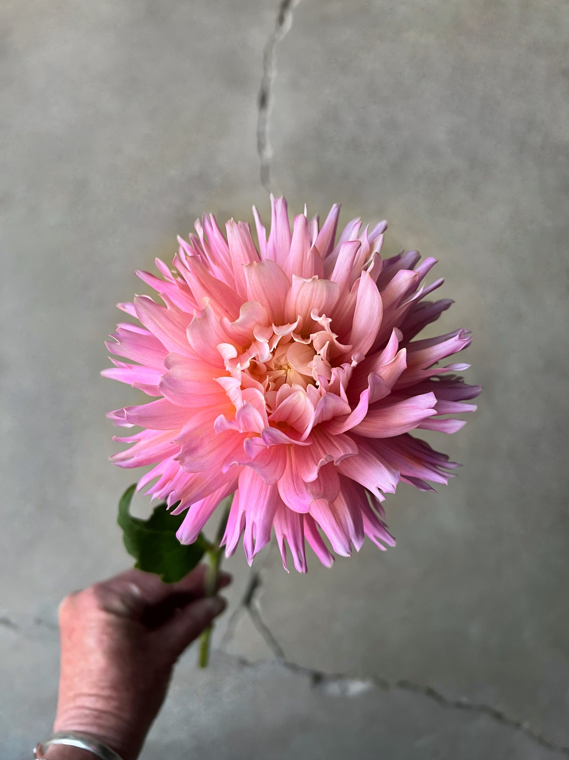 Pink ferncliff cameo dahlia held by a hand against a grey cement background 