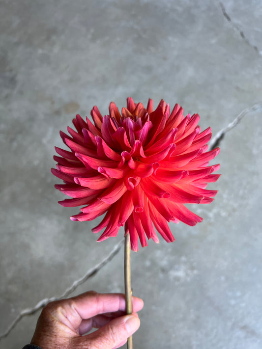 Hollyhill Sir J Paxton Dahlia