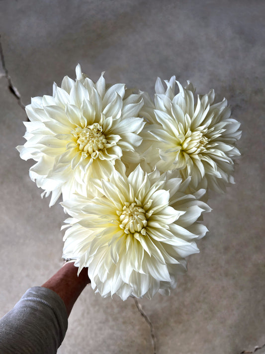 Hollyhill Wedding Day Dahlia