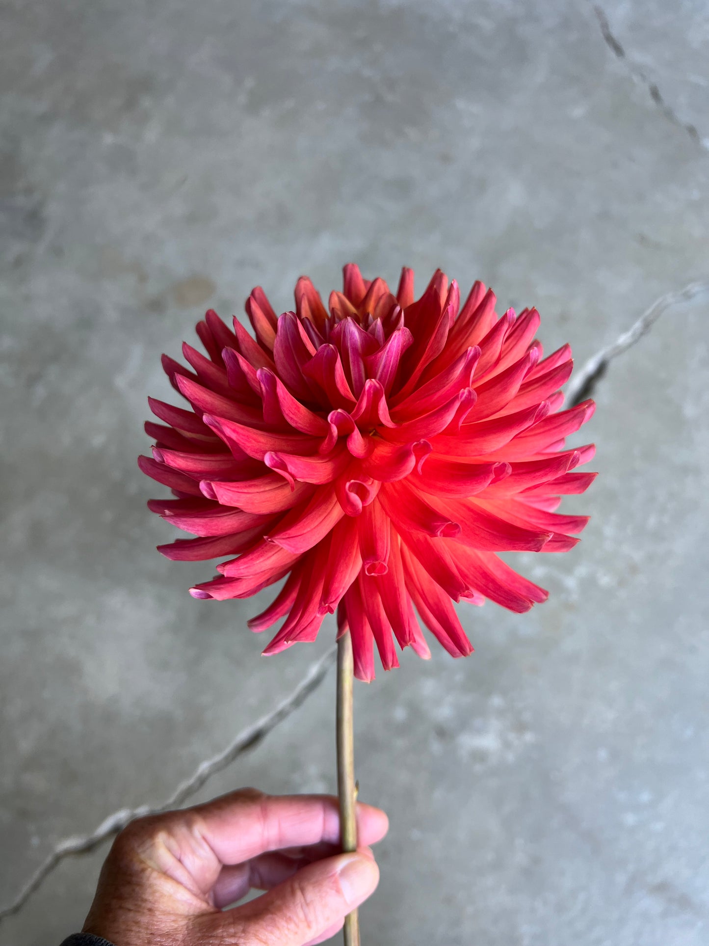 Hollyhill Sir J Paxton Dahlia Tuber