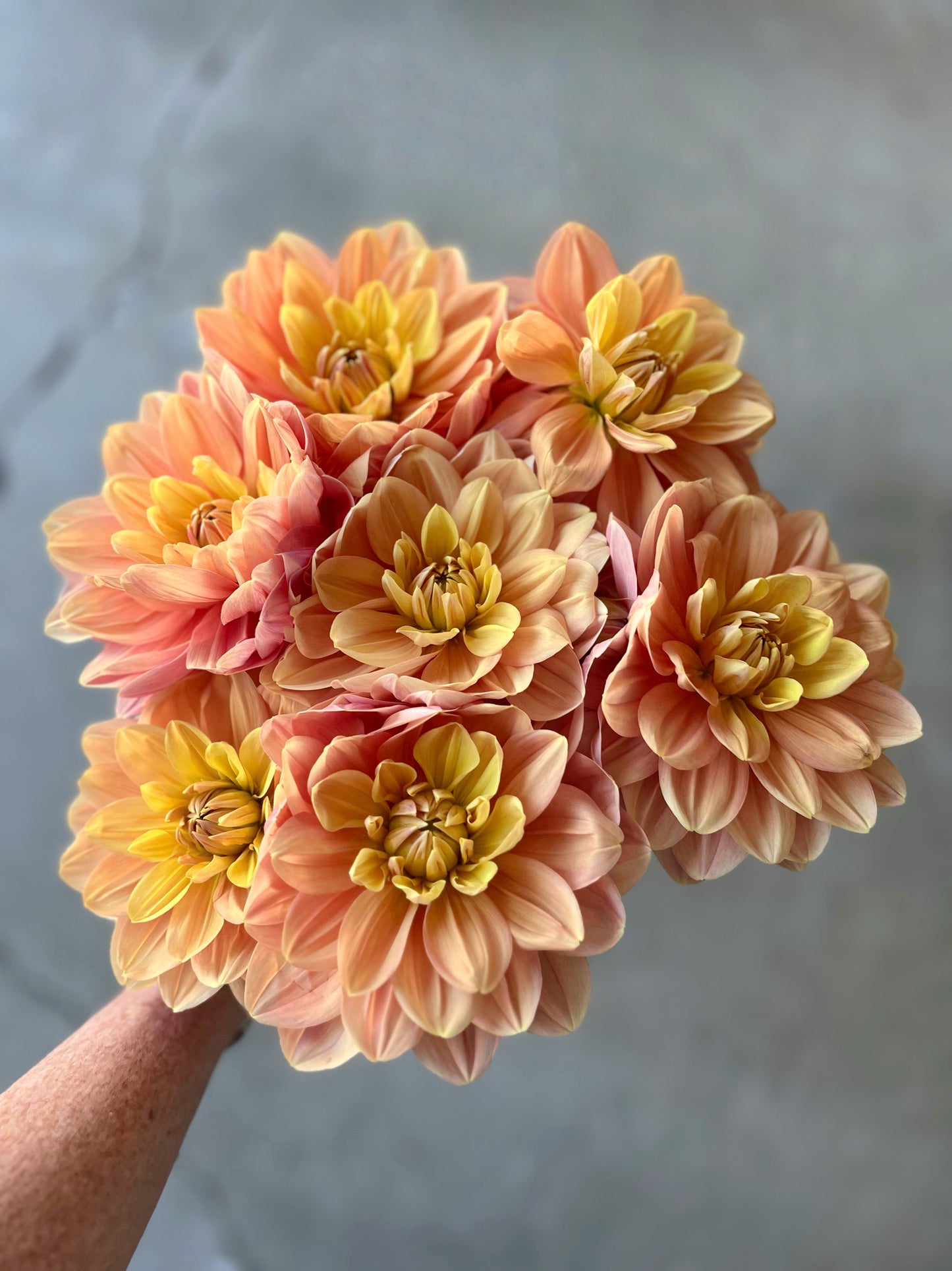 My Forever Dahlia Tuber