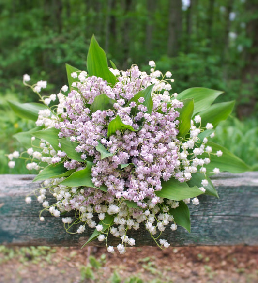 Pink Lily of the Valley 'rosea'