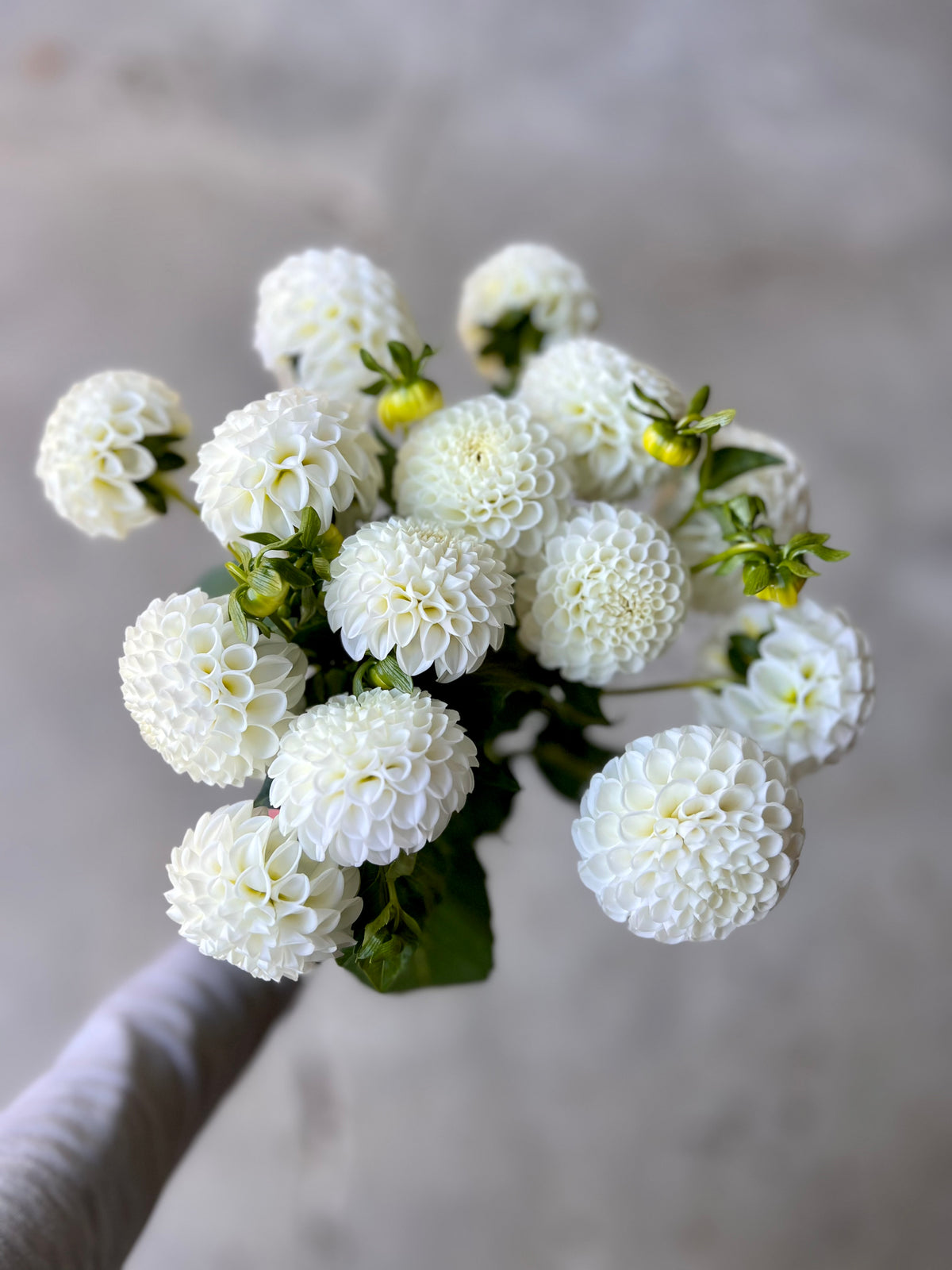 Hollyhill Snowdrop Dahlia Tuber