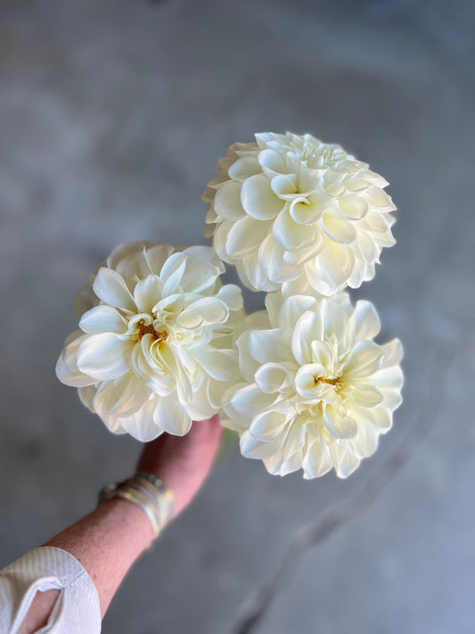 Mt. Hood Dahlia Tuber