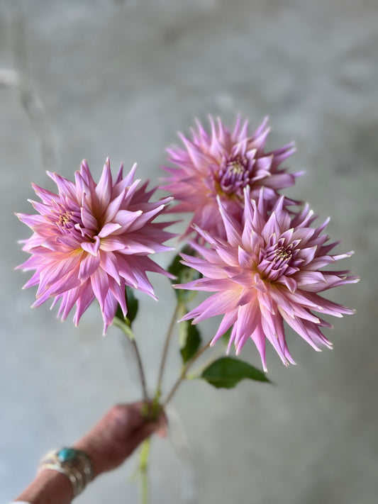 Wyn's Mauve Mist Dahlia Tuber