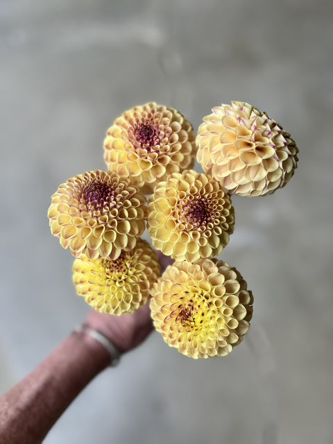 Ferncliff Spice Dahlia Tuber