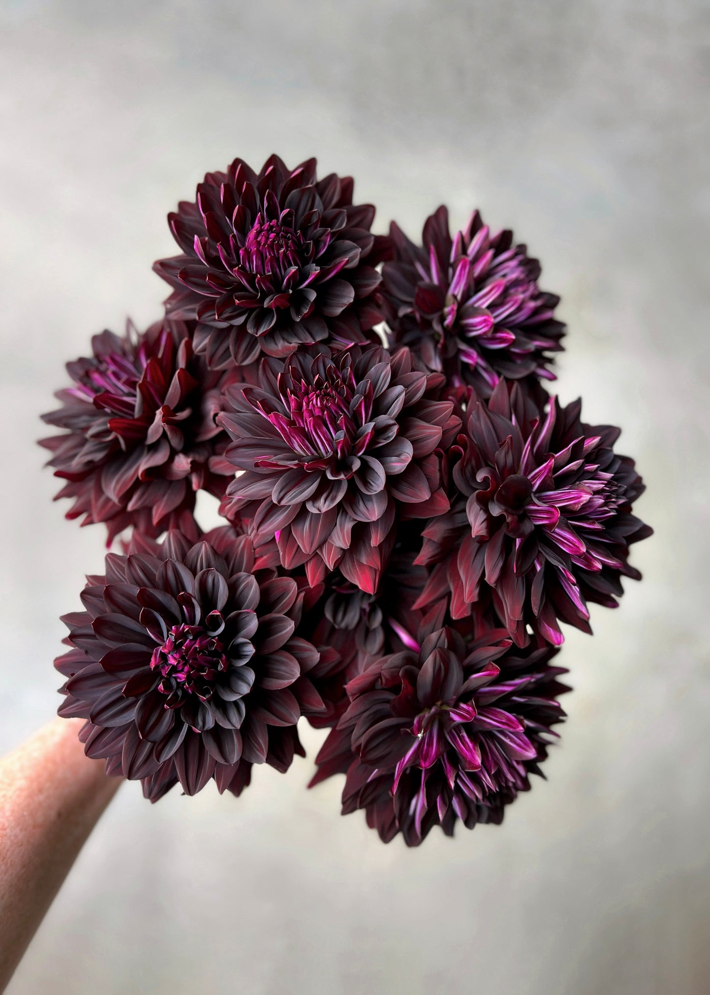 Hollyhill Black Beauty Dahlia Tuber