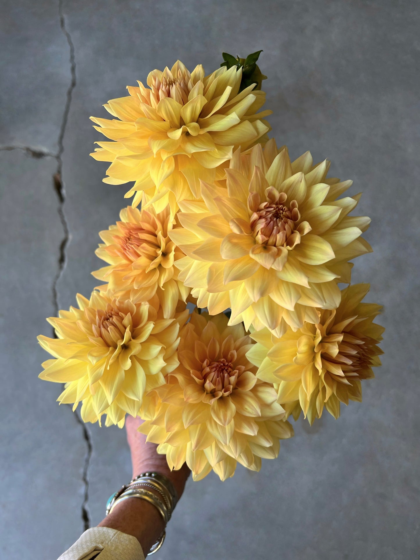 Canoz Jaguar Dahlia Tuber