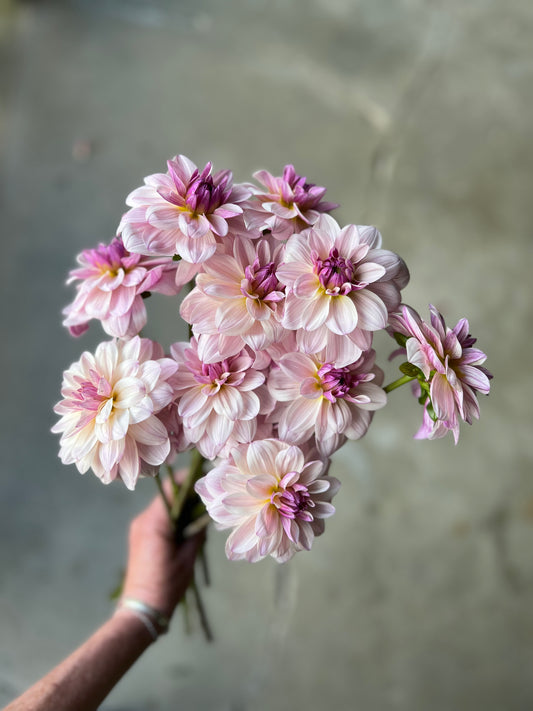 Jasmine Pearl Dahlia Tuber