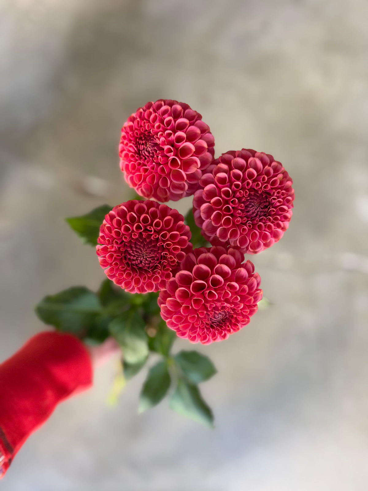 Ferncliff Rusty Dahlia Tuber