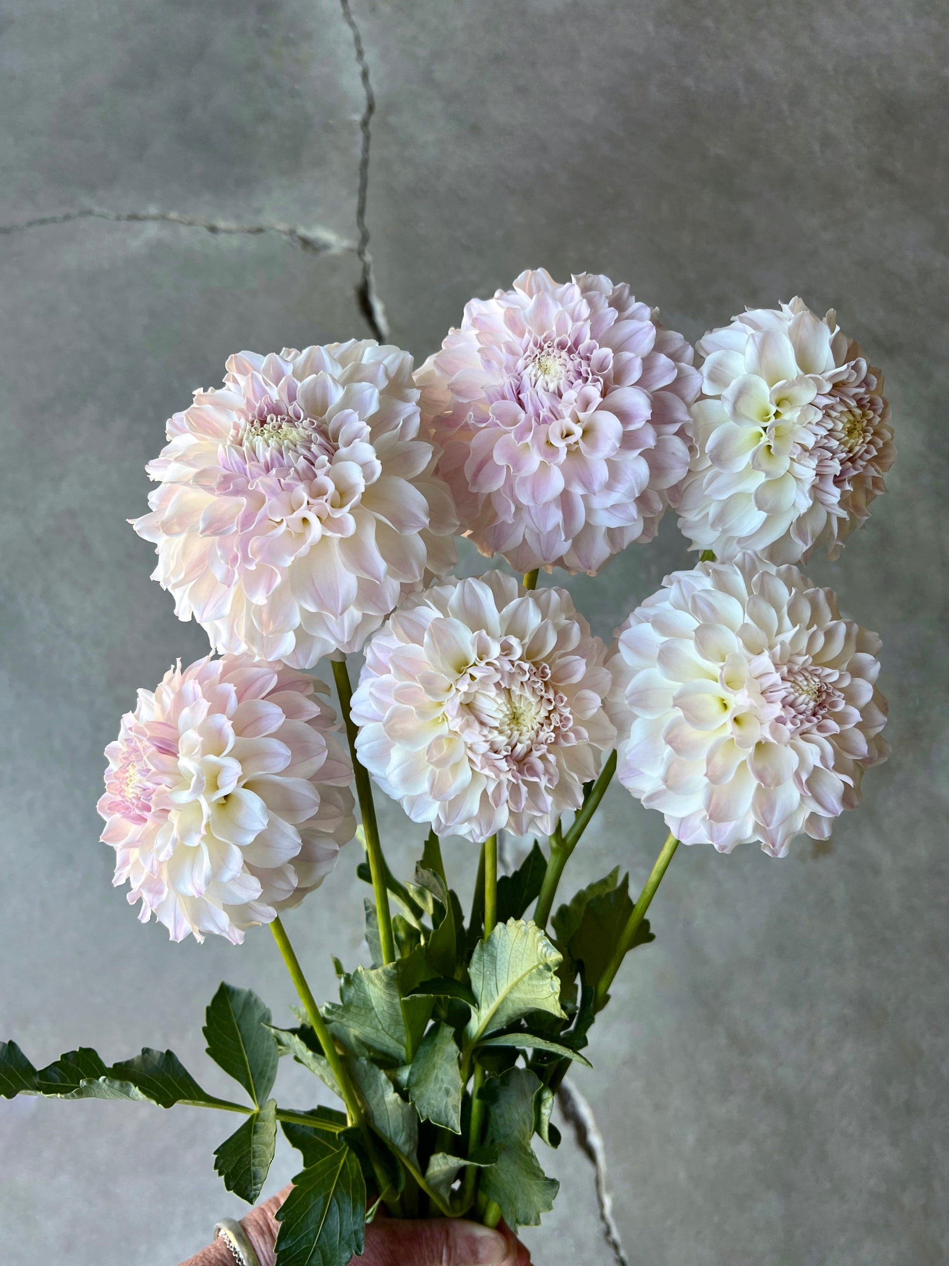 Irish Ruffles Dahlia