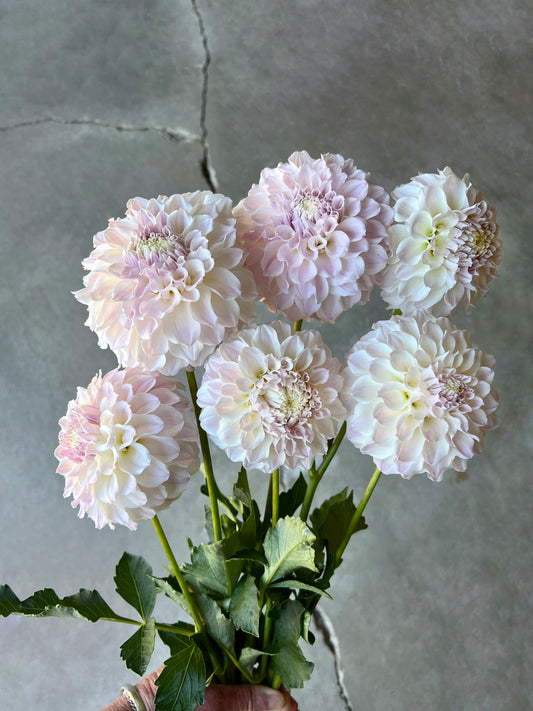 Irish Ruffles Dahlia