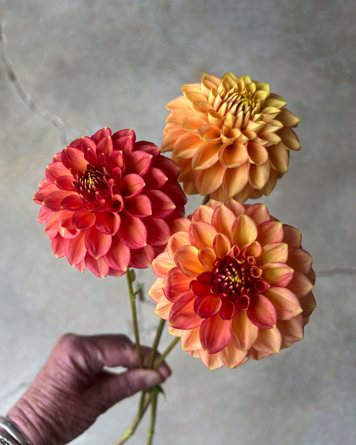 Lakeview Lucky Dahlia