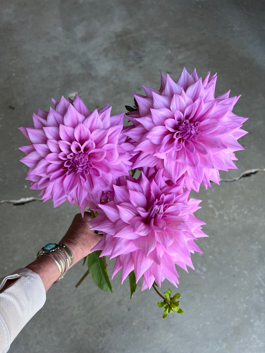 Handful of lavender Lovely Lana dahlias against a cement background