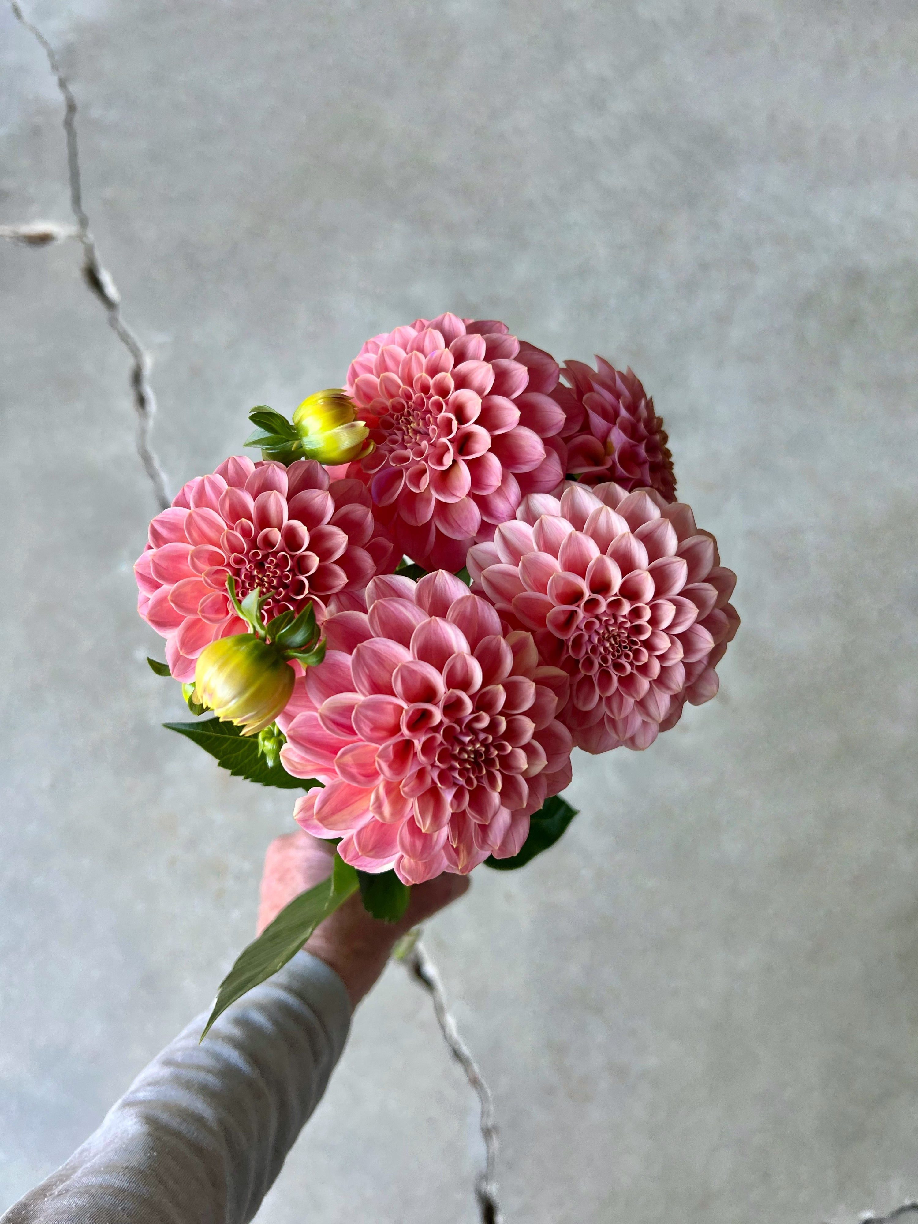 Rock Run Ashley Dahlia Tuber – Fairest Flowers Farm