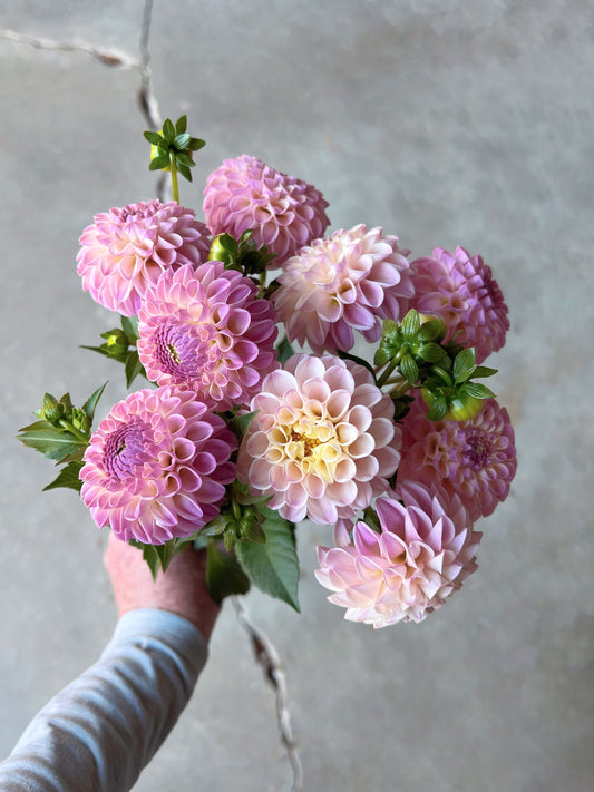 Tahoma Odyssey Dahlia